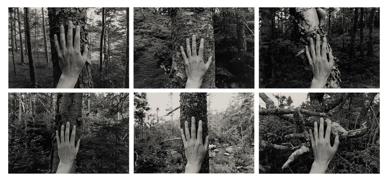 Larch, Spruce, Fir, Birch, Hand, Blast Hole Pond Road, Newfoundland 2007 (and ongoing)
